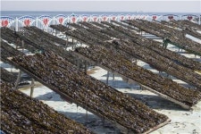 [쉿! 우리동네] 천 년을 이어온 바다의 맛…울산 돌미역