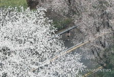 흐드러진 꽃에 얹은 음악…서울 남산서 꽃비놀이 행사