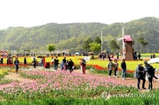 낙동강변 꽃밭으로 변신