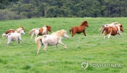 푸른 초원 달리는 제주마