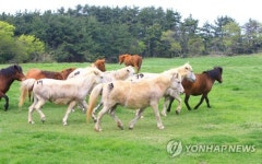 푸른 초원 달리는 제주마