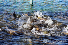양양 남대천에 200억원 들여 연어생태파크 조성