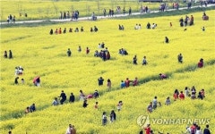 [주말 N 여행] 영남권: 낙동강변 유채꽃에 물들다…축구장 63개 전국 최대 축제