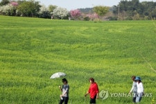 청보리 밭 사이로