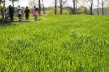 흐린 날씨쯤이야…봄내음 물씬 꽃 축제장·유명산 상춘객 물결