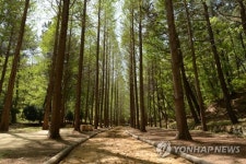 울산에 생긴 메타세쿼이아 길
