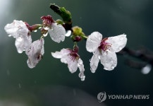 봄비 내리면 꽃은 지고