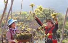 지리산 기운받은 옻순