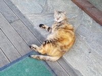 청년주택 이어 동물보호소 님비…강동구 고양이쉼터 위기