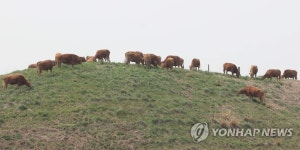 구제역 하향조정에 초지로 나온 한우