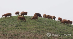한우개량사업소 한우들 일제히 방목