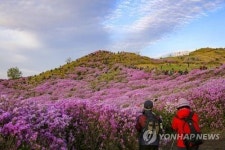벚꽃·진달래 진 자리 철쭉 활짝…경남 곳곳 철쭉축제