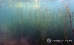 창원 앞마다 거머리말