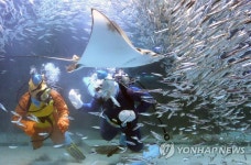 옥토넛 캐릭터, 정어리 떼와 화려한 군무