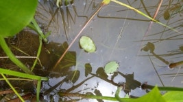 사라질 위기의 강릉 순포 습지 복원…8일 준공식