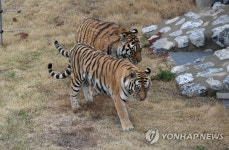 국립백두대간 수목원 호랑이숲