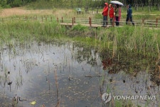 동해안 대표 습지 강릉 순포 습지 복원