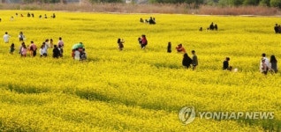 [세종소식] 12∼13일 미호천변서 유채꽃 축제