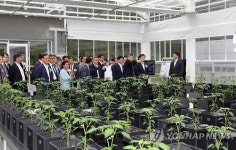 KIST 강릉분원, 베트남에 새싹삼 재배기술 공급한다