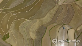 논이 만드는 농촌풍경