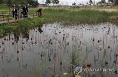 [주말 N 여행] 강원권: 사라졌던 동해안 대표 석호 강릉 순포습지가 돌아왔다