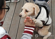 어린이날은 개린이날?…가정의 달, 반려동물용품 매출 급증