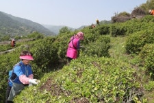 세계중요농업유산 하동 야생차 격이 다르다
