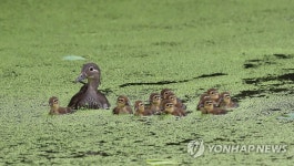 엄마따라 졸졸졸