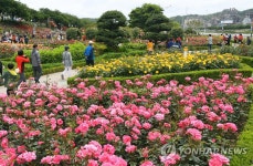 장미 활짝 삼척 장미축제