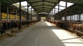 담양 축산농가 군부대 공사 소음, 소 수십마리 폐사 주장