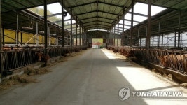 군부대 공사 소음 피해 당한 한우 농장