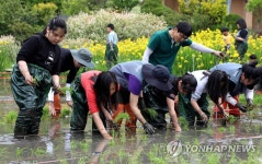천리포수목원에서 고사리손 모내기 체험