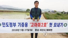 인도 기증용 고아미2호 첫 모내기