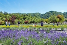 [주말 N 여행] 강원권: 산골 마을에 펼쳐진 보랏빛 바다…향기로운 라벤더 만발