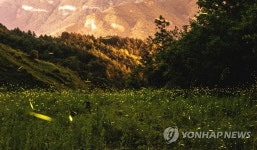무주군 일원 반딧불이 잔치