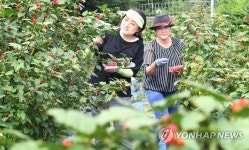 산딸기 수확해요