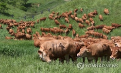 싱싱한 풀 맛보는 대관령 한우들