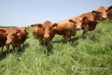 대관령 한우 올해 첫 방목