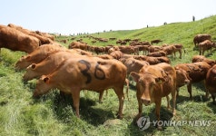 초원 위 한우들