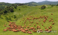 대관령 초원 위 한우들