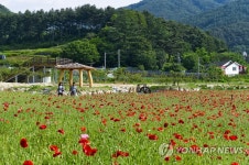 꽃양귀비 보러 원주 용수골로 오세요