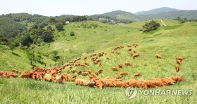 대관령 초원 나들이 나선 한우