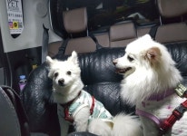 [길따라 멋따라] 멍멍! 비켜요 반려견들도 택시 타고 여행 간다