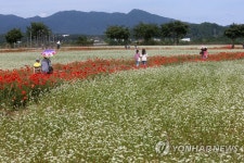 메밀꽃밭에서 만드는 추억