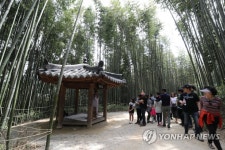 담양 대나무숲