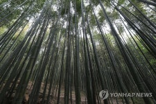 담양 대나무숲