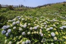 제주 송악산 수국 군락