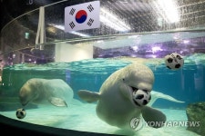 롯데월드 아쿠아리움, 바다친구들도 축구 즐겨요