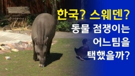 러시아 월드컵 점쟁이 동물 맥, 스웨덴 승리 점쳐