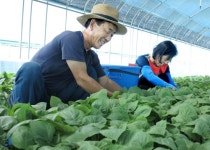 한해 수익 9천만원…깻잎 박사 된 새터민 부부